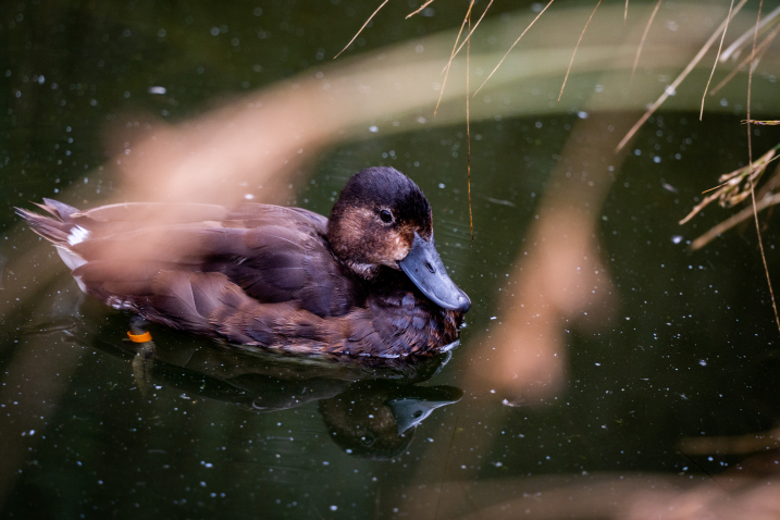 Baer's pochard duckling credit WWT and Amy Alsop...jpg